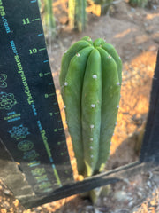 👑🌶️🌶️ Landfill — 10” Tip