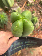 💎👑🌶️ Ferah — 6” Fourwang Tip