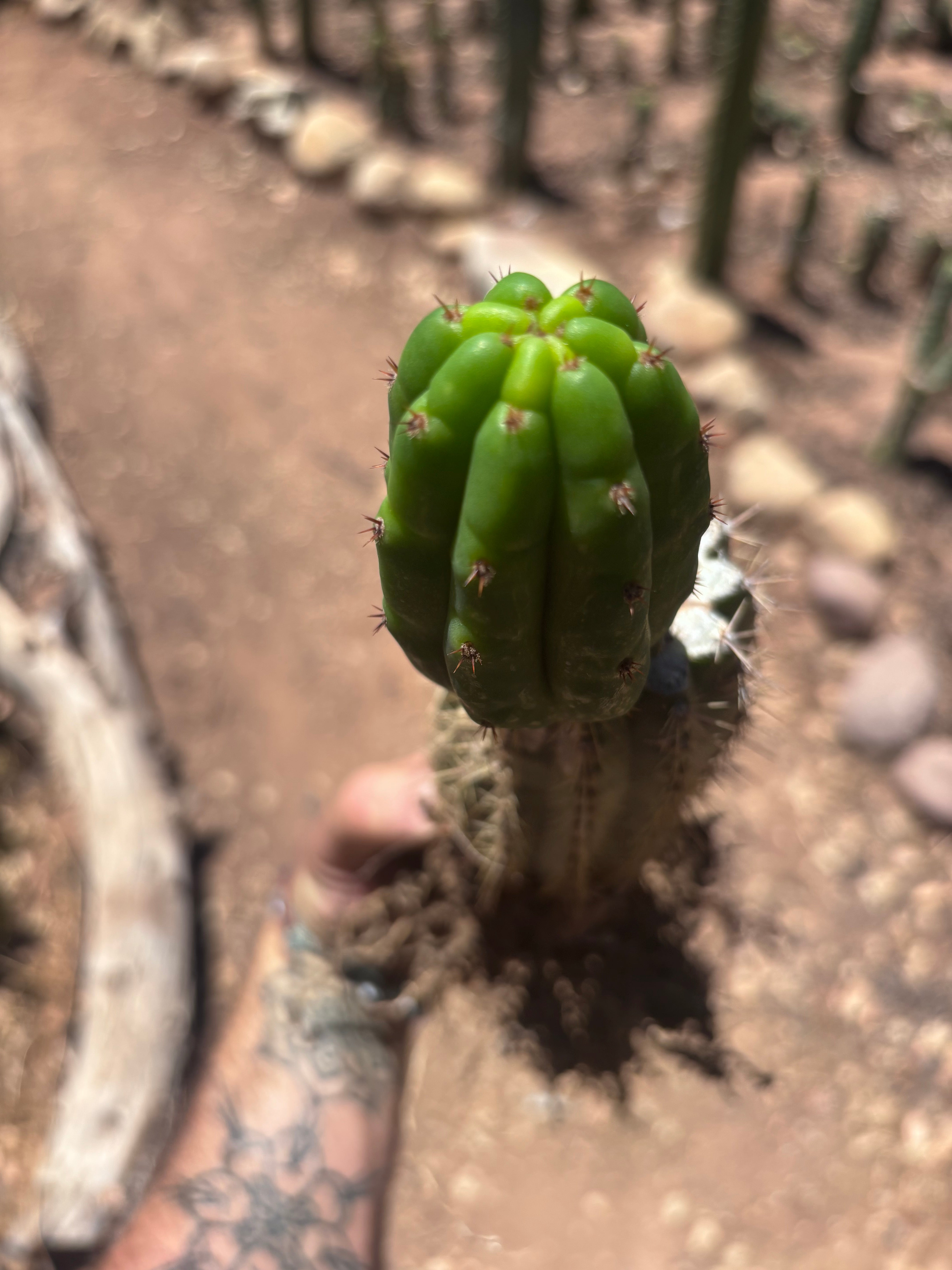 👑🌶️🌶️ KR04 — Whole Rooted Graft
