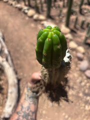 👑🌶️🌶️ KR04 — Whole Rooted Graft