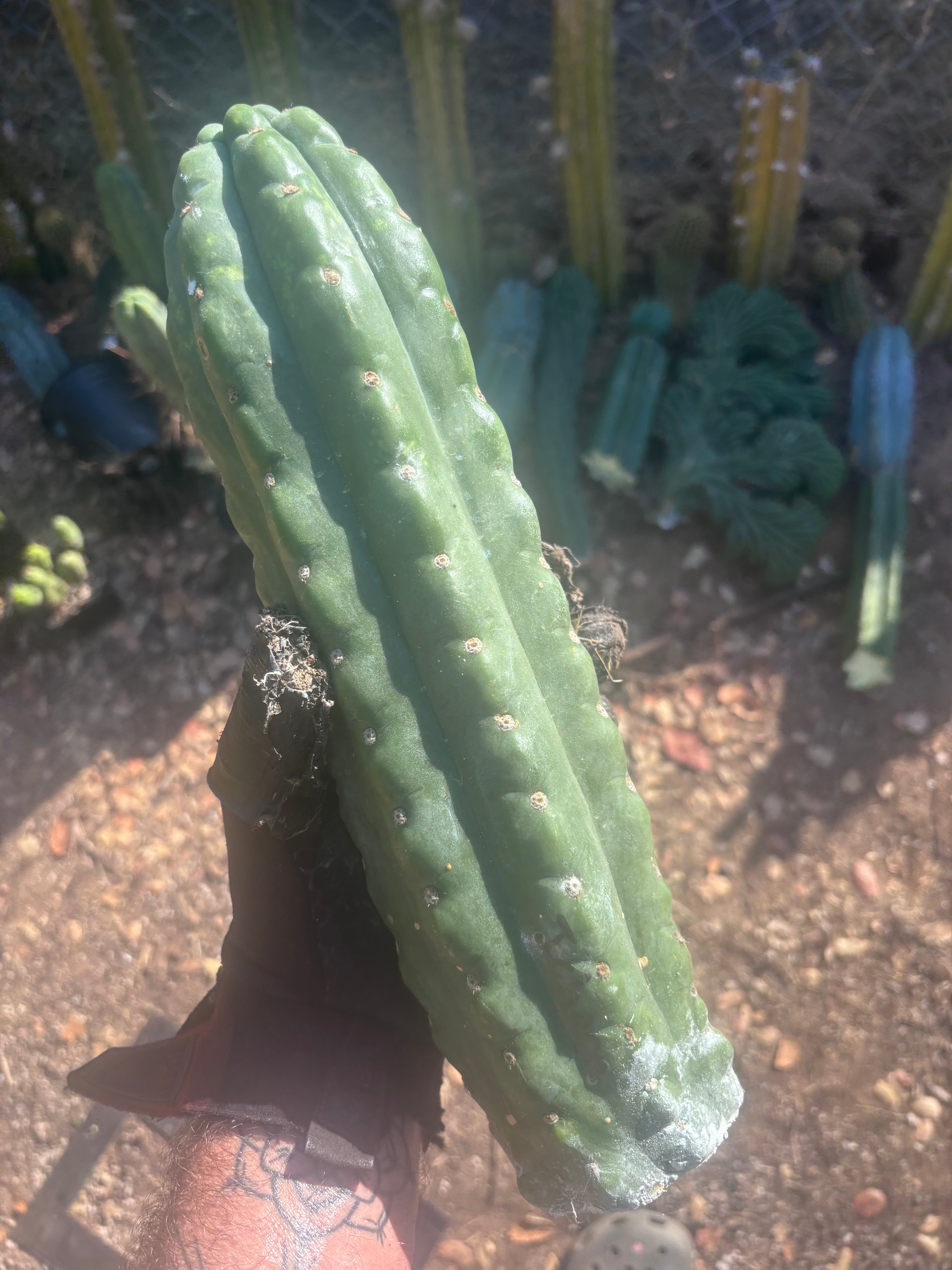 💎👑🌶️  Ichoca — Beefy 14” Notch Missile