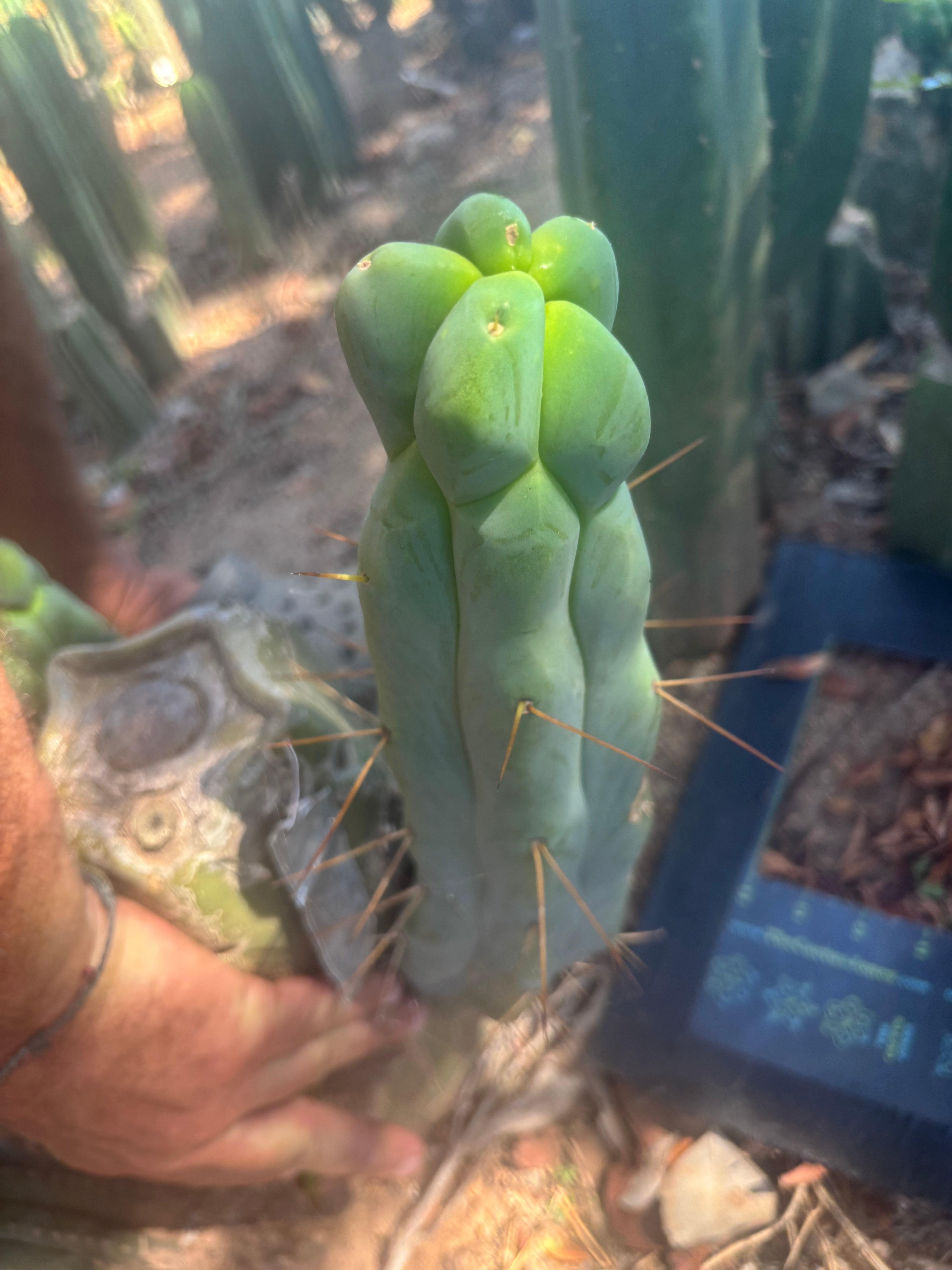 👑💎🌶️ Caballero — 11” Pup