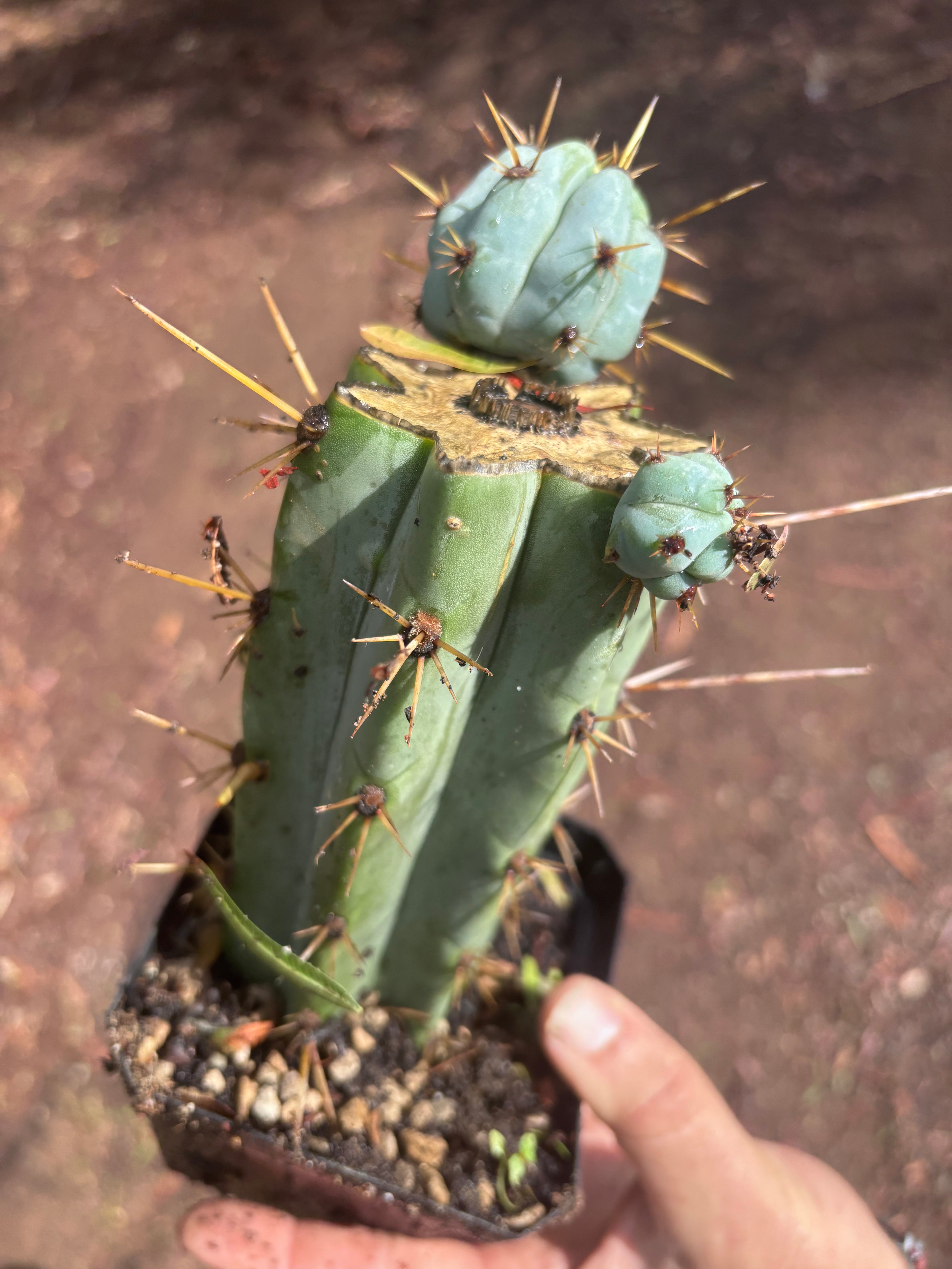 🌶️ Psycho0’ x OTB — Rooted Mid with Pups