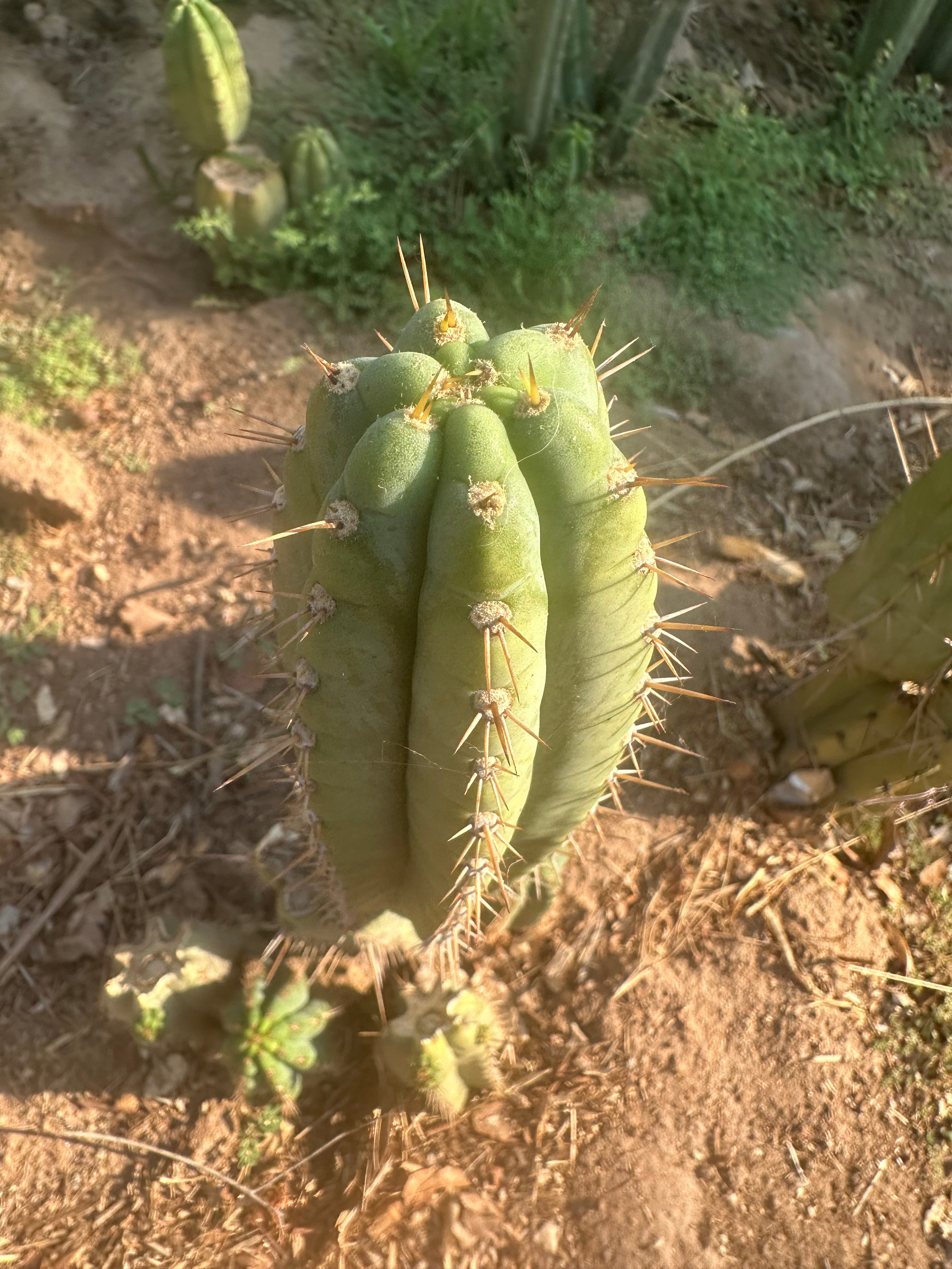 👑🌶️ Kimnach — 11” Pup