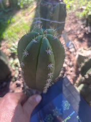 💎👑💎🌶️ CareBear — 6” Pup