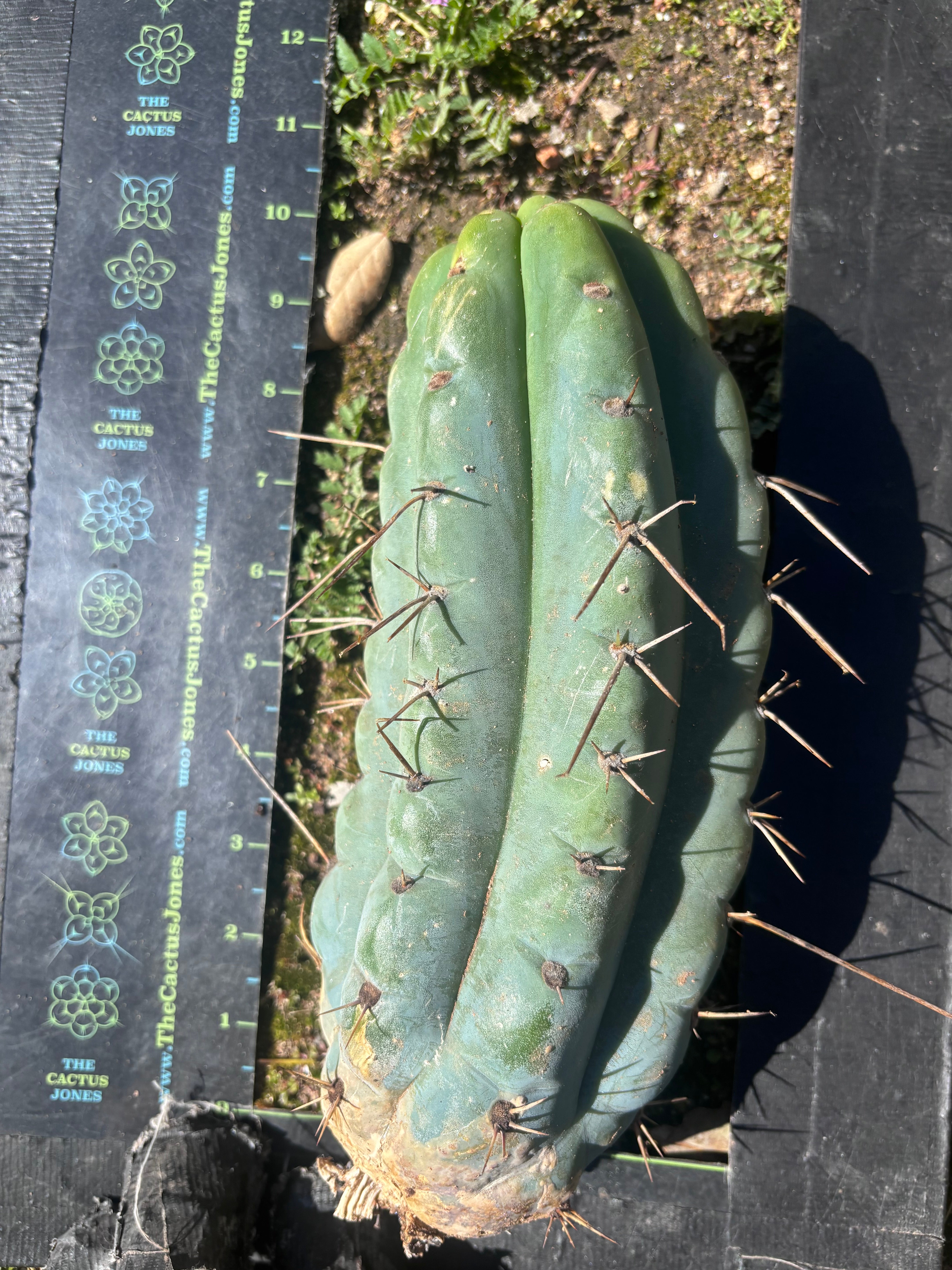 💎🌶️🌶️ NOM — Beefy 10” Pup