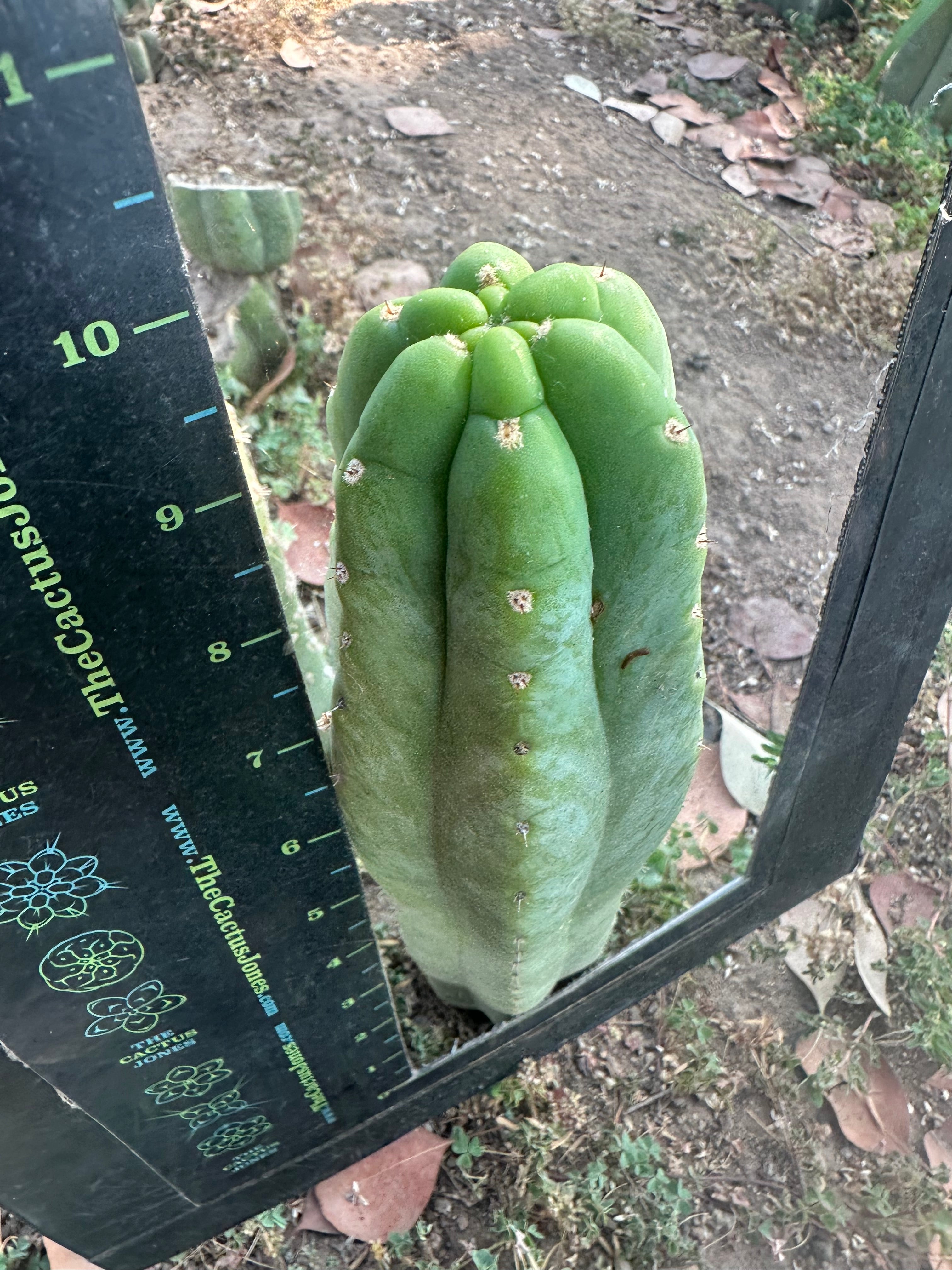 👑🌶️🌶️ And Again … Ogun — Another 10” Tip
