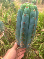 💎👑💎 Papa Smurf — XL Beefy 11” Pup