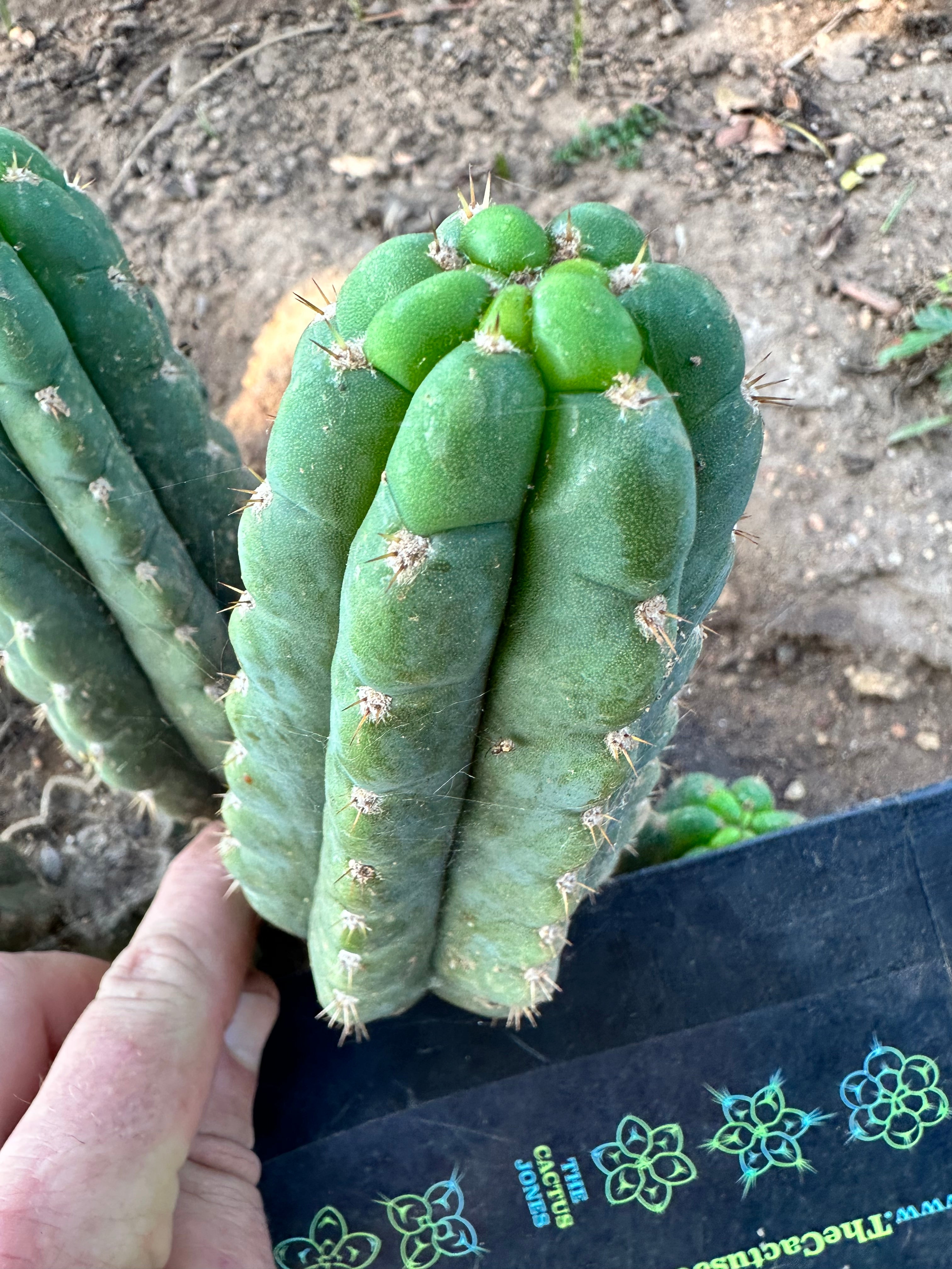 💎👑 Ichoca — 6” Pup