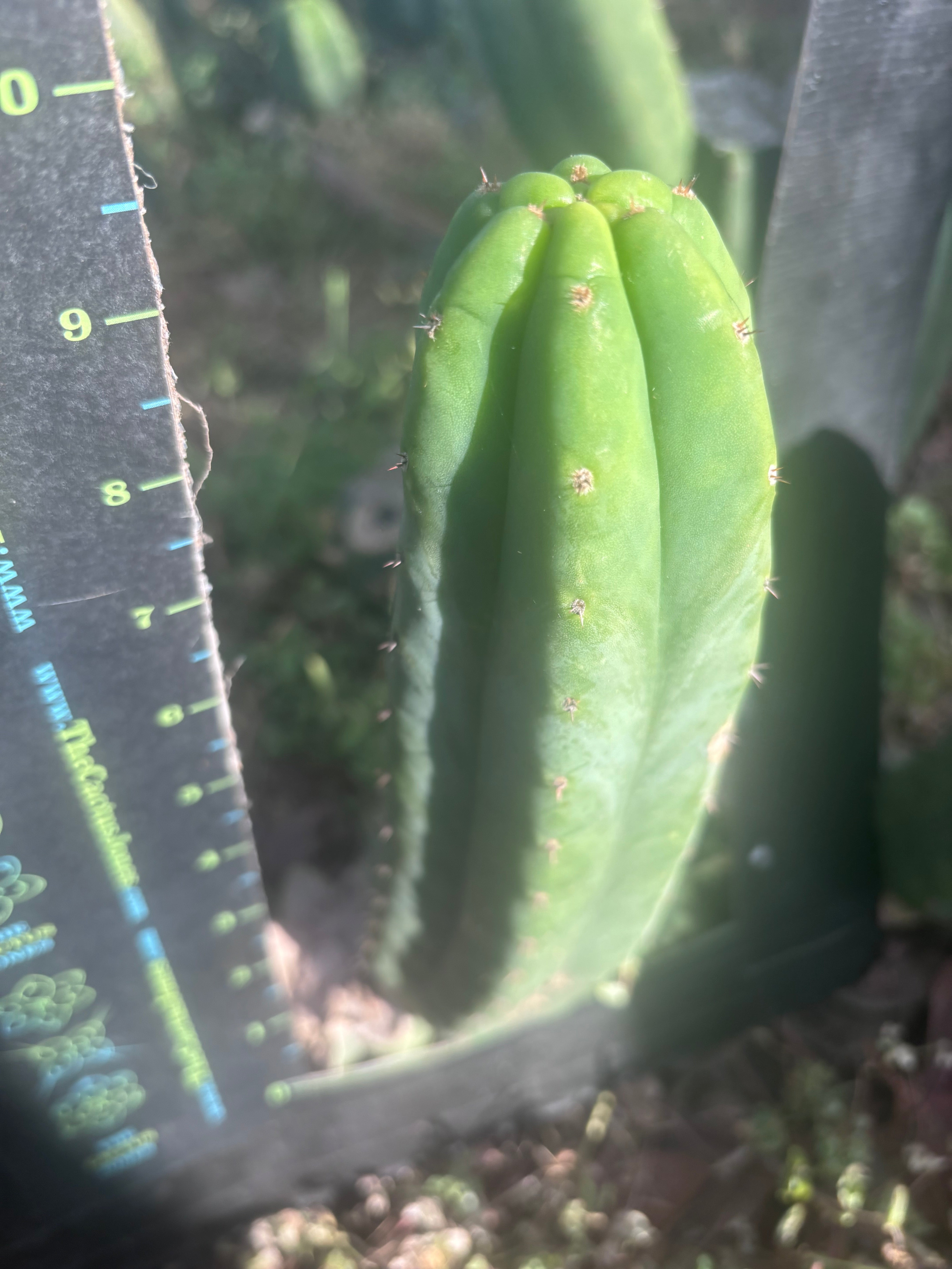 Custom Listing for J. O’Malley