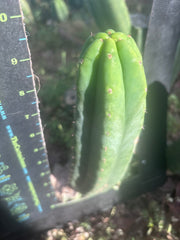 Custom Listing for J. O’Malley