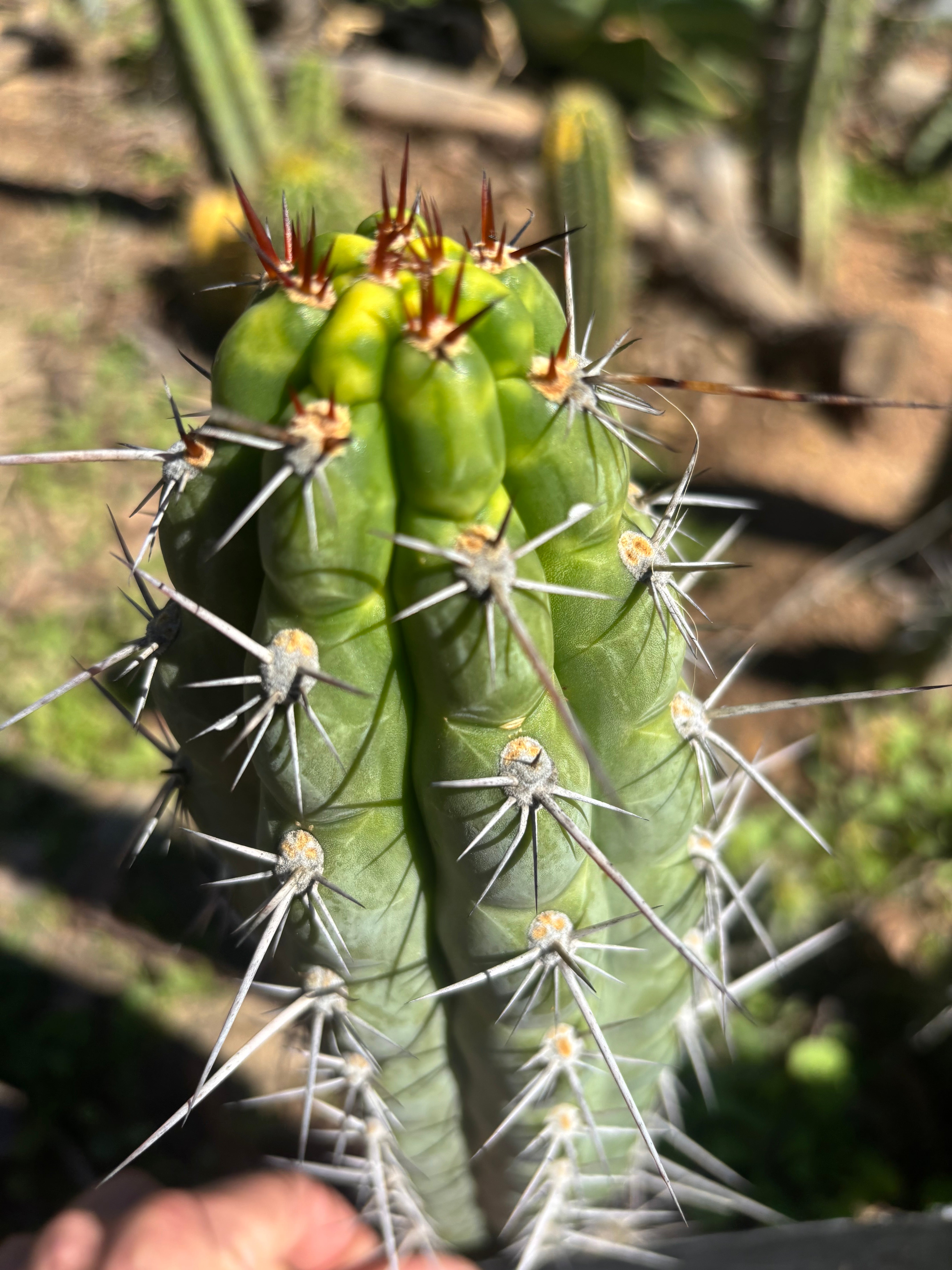 👑 Chala Restocked! — Notchy 10” Tips