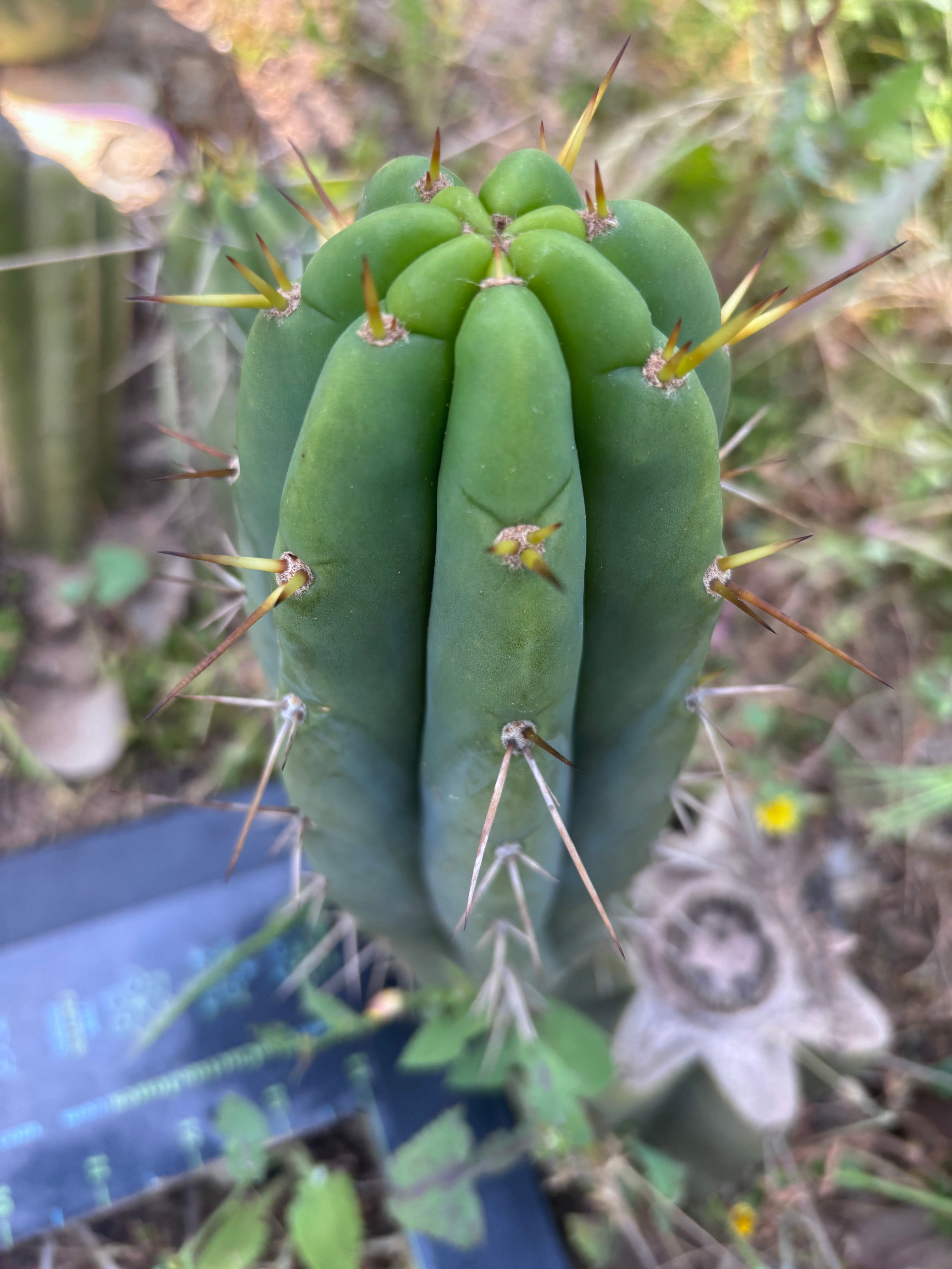🌶️🌶️⚠️ E.R. — Another 10” Pup