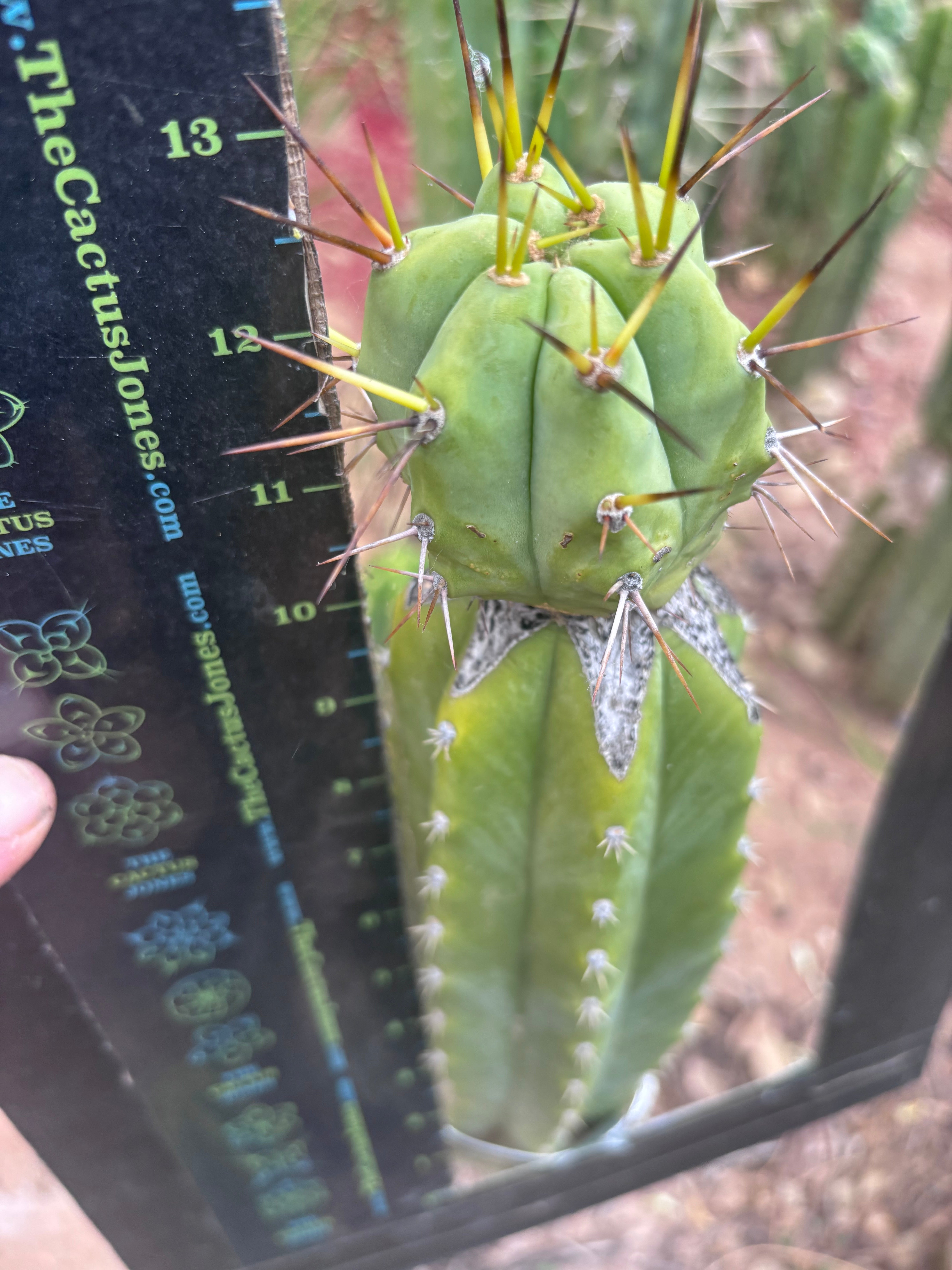 👑💎🌶️  CSD — Large Tip Graft