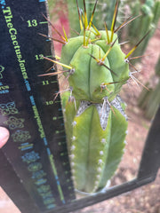 👑💎🌶️  CSD — Large Tip Graft