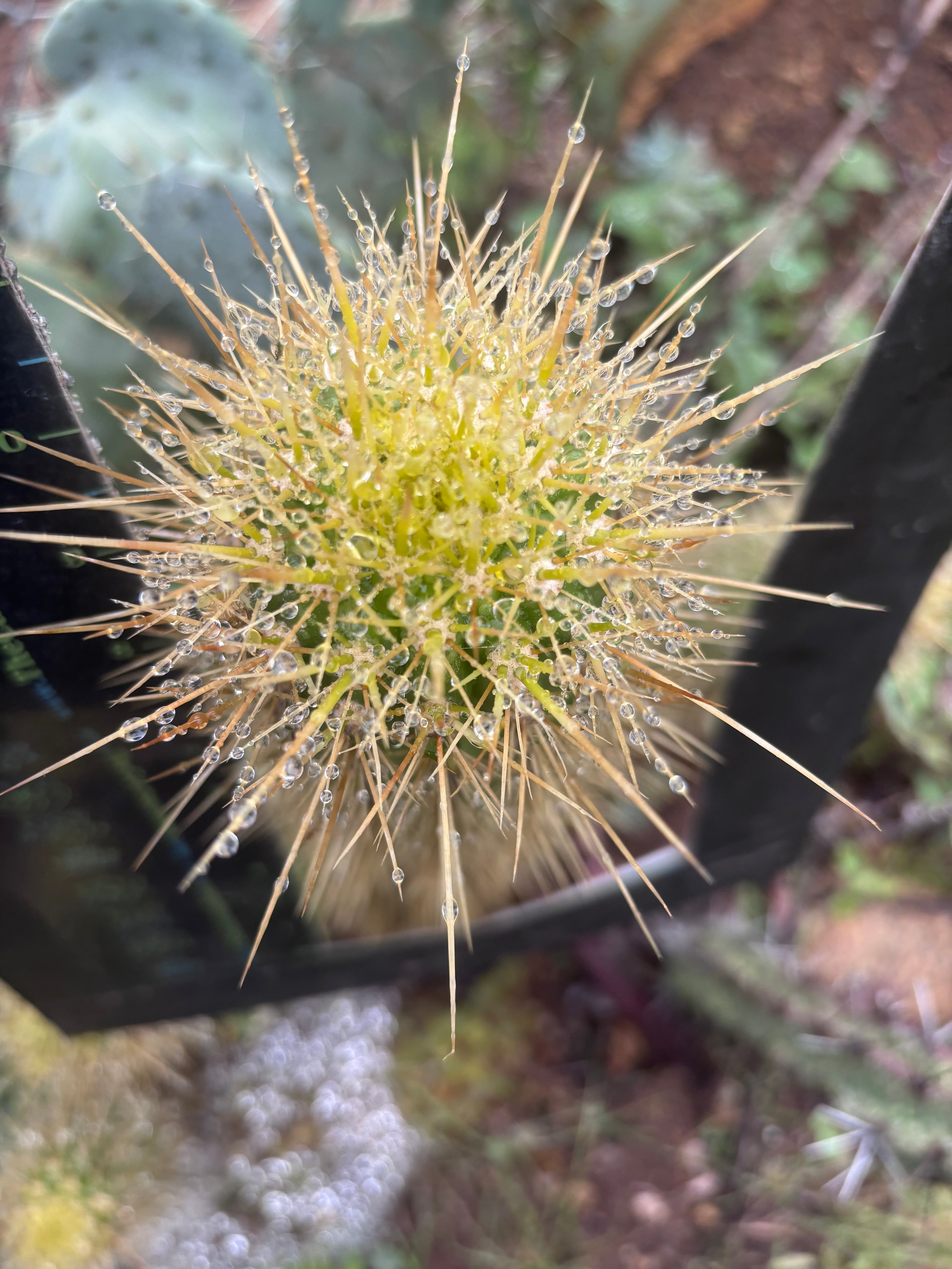 💎 T.Camarguensis  — 11” Tip