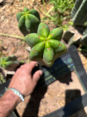 Hulk x Super Pedro —  10.5” Pup