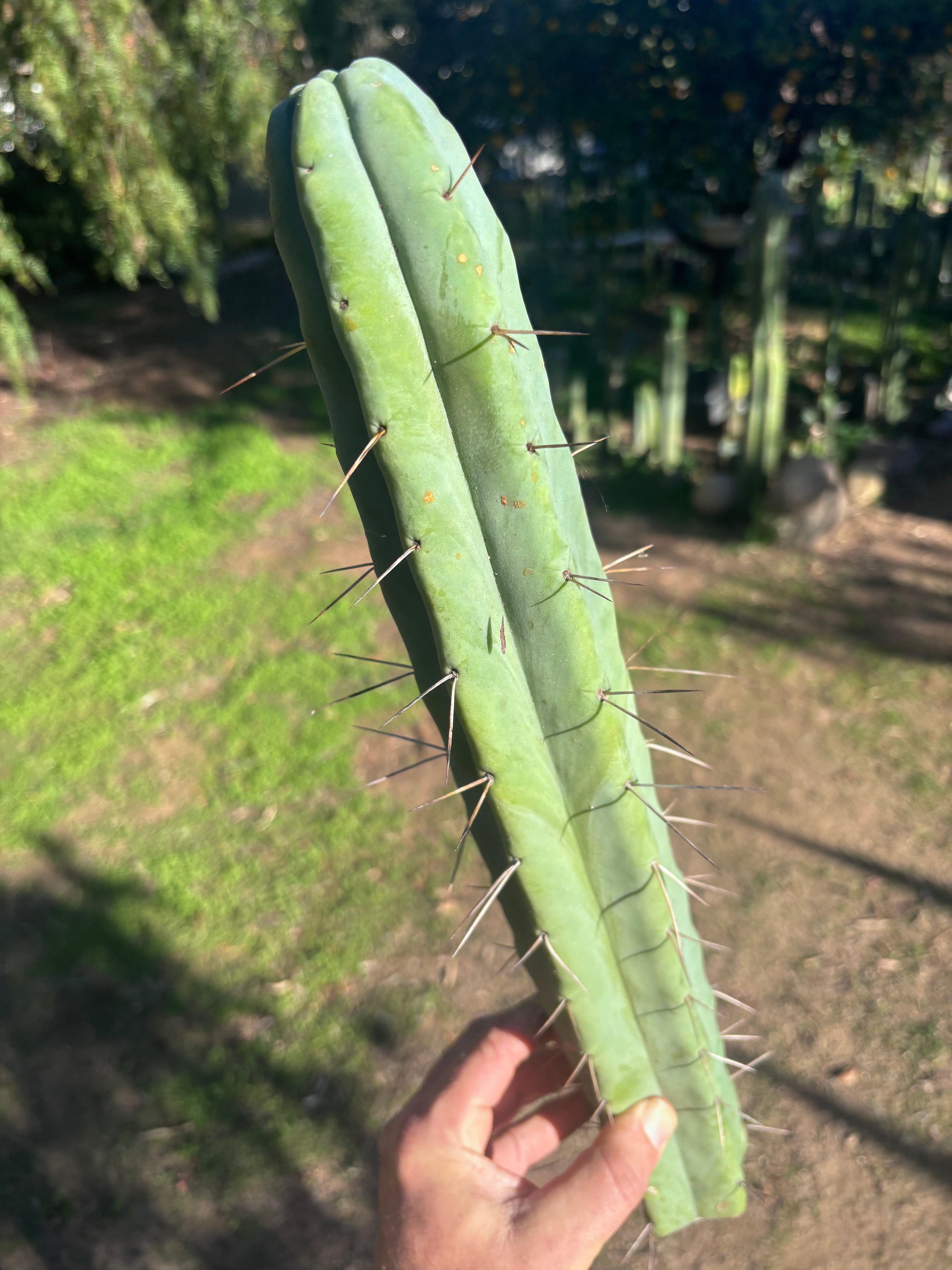 👑🌶️ Hammer2 — XL 17” Tip