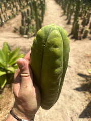 👑 Aussie Scop — 8” FourWang 💎