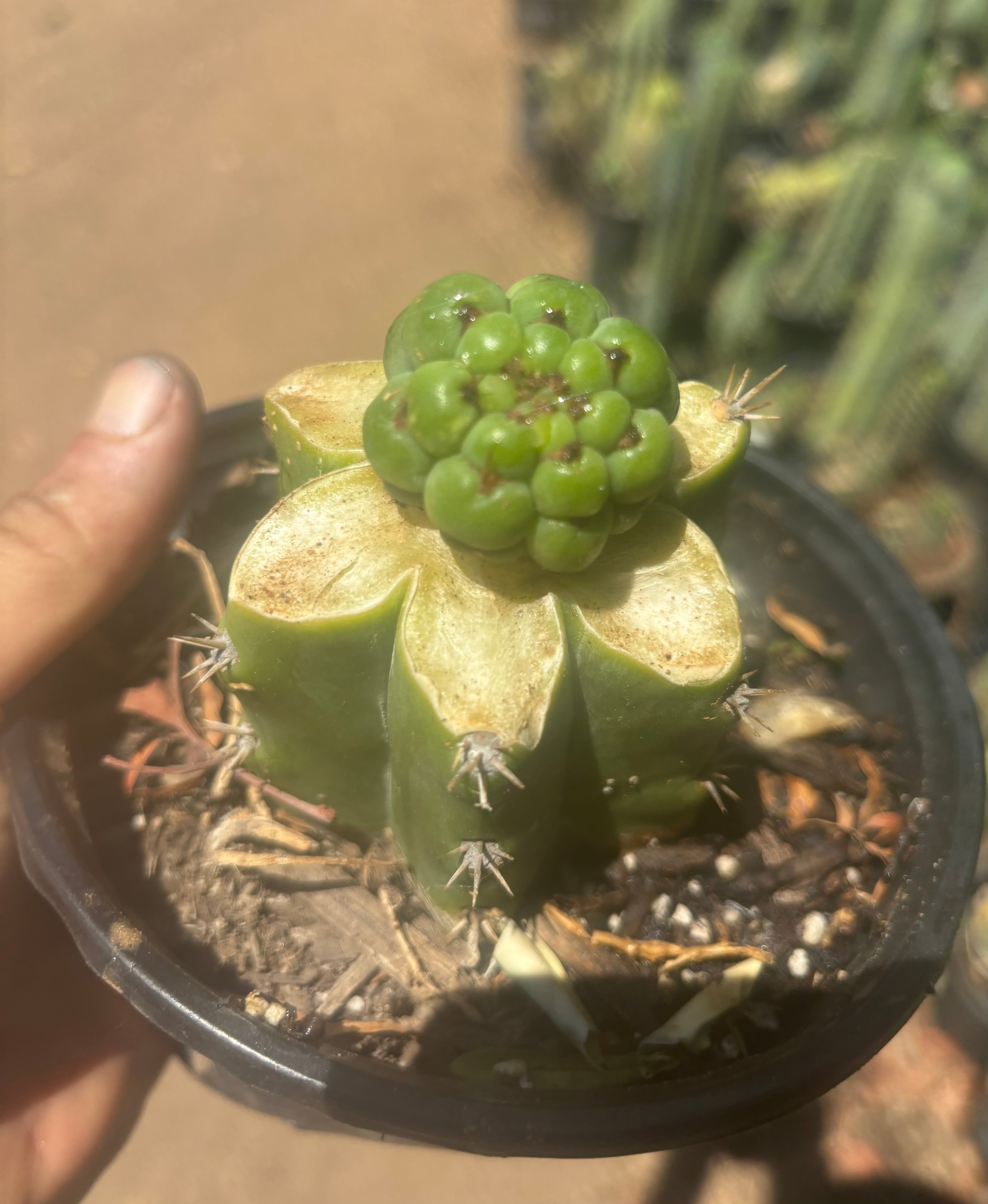 💎👑💎 Havran — Pup Graft on Rooted PC