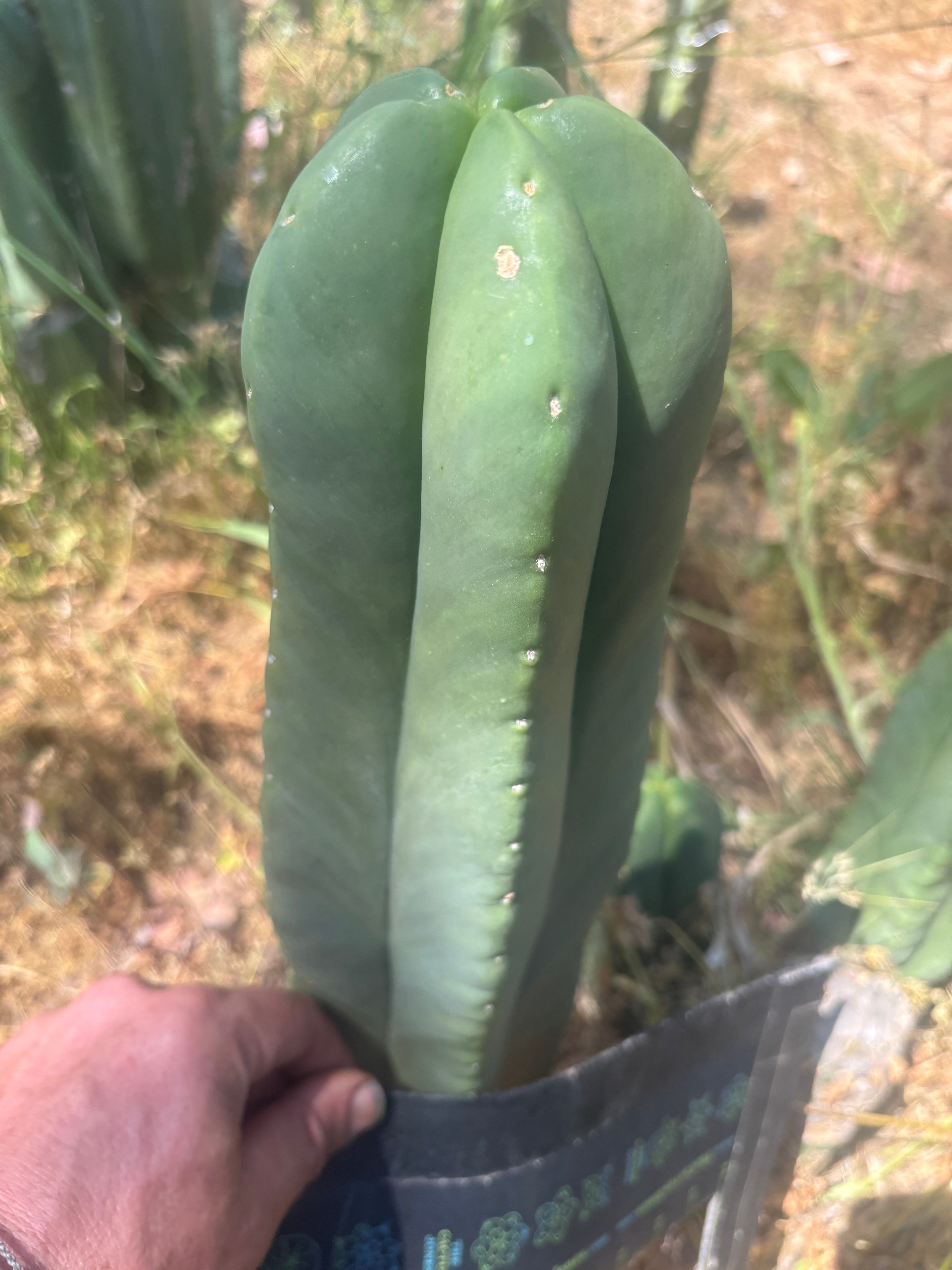 👑💎 Aussie Scop — FAT 12” Tip