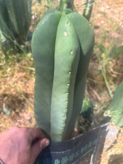 👑💎 Aussie Scop — FAT 12” Tip