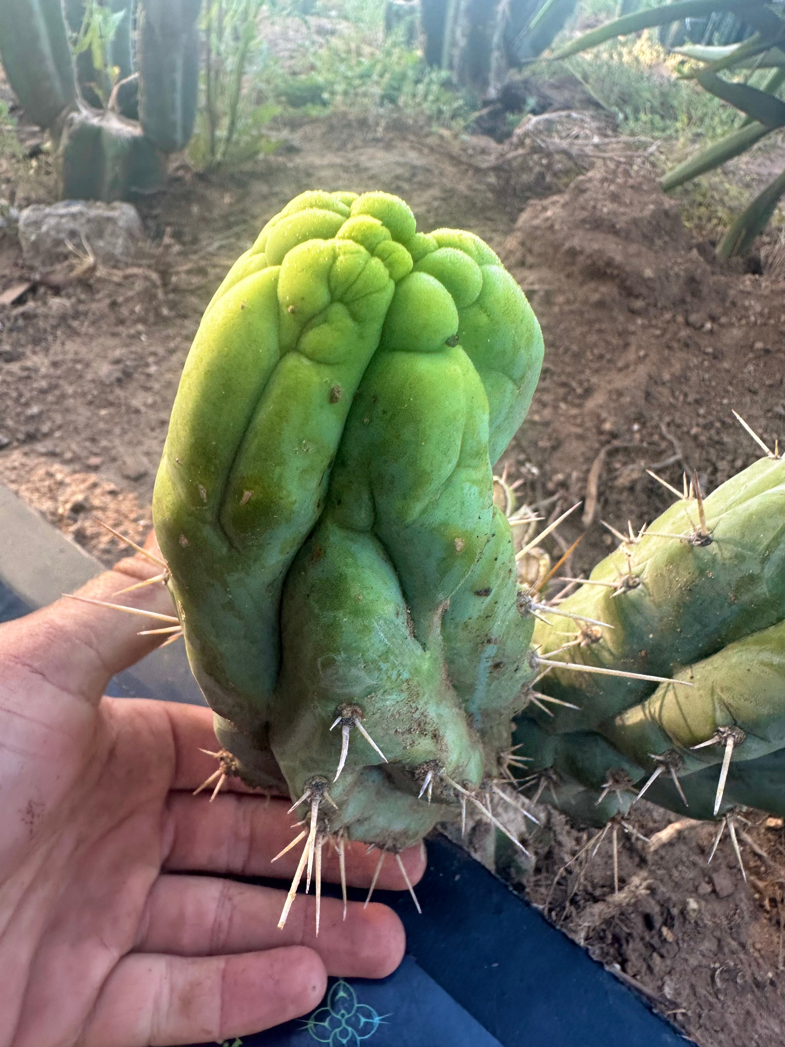 💎👑 Bruce’s Dragon — Chonky 6” Grenade