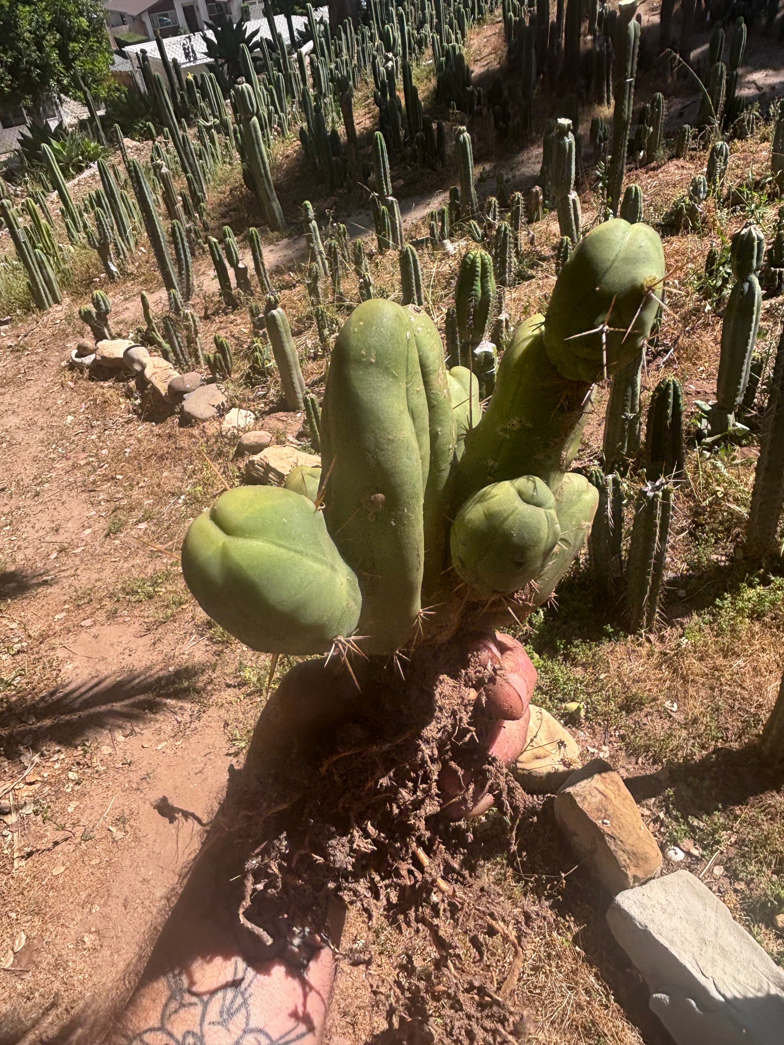 👑🌶️🌶️  TBM Clone B — XL Rooted