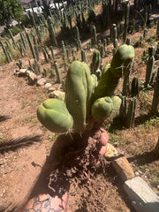 👑🌶️🌶️  TBM Clone B — XL Rooted