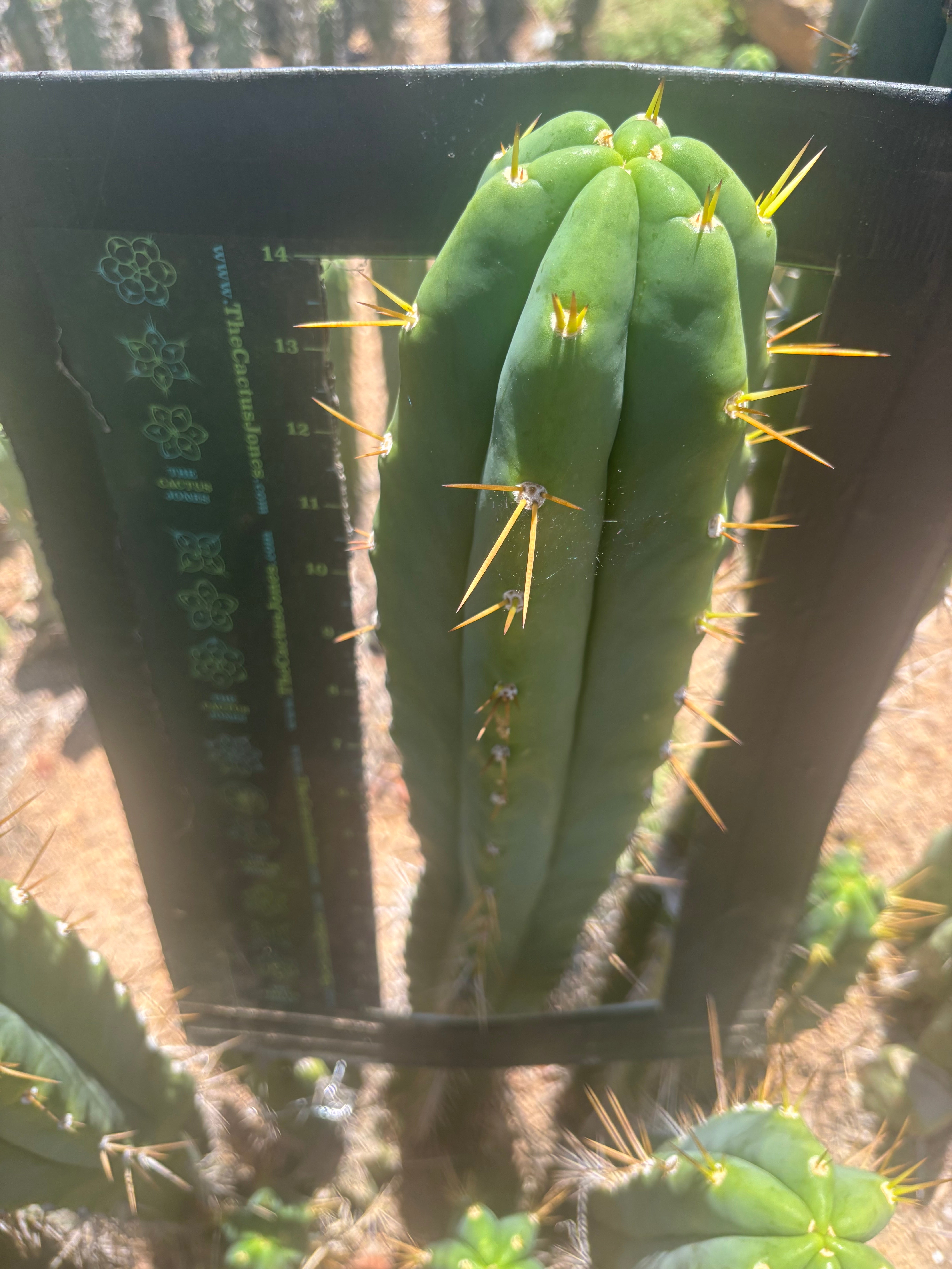 💎🌶️ Psycho0’ x SS01  — Massive 16” Tip