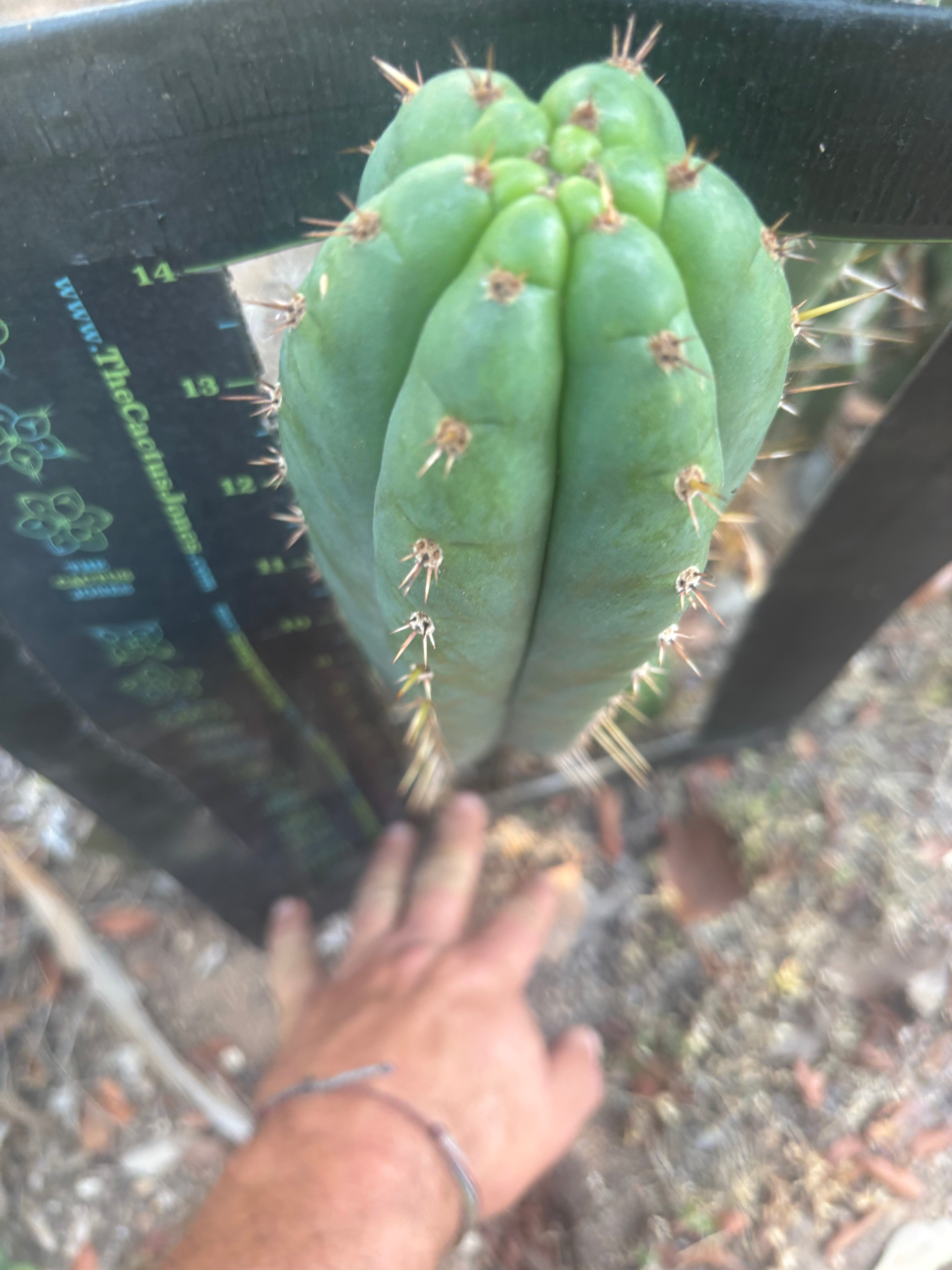 💎👑🌶️ Kimnach — XL 16” Pup