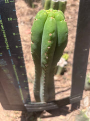 👑🌶️ Soozy — 10.5” Tip