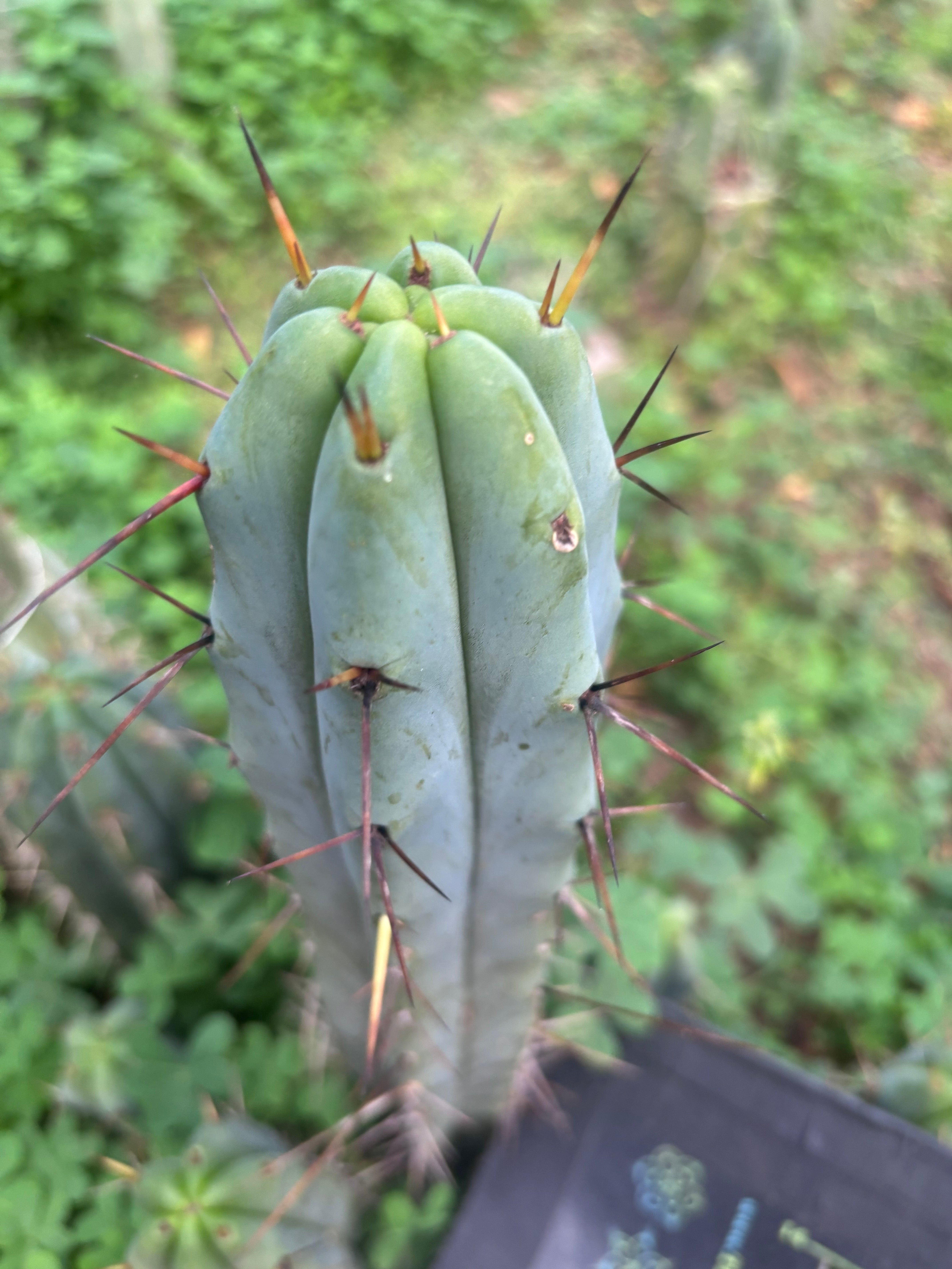 👑🌶️ Mesa Gardens Bridge — 11” Tip