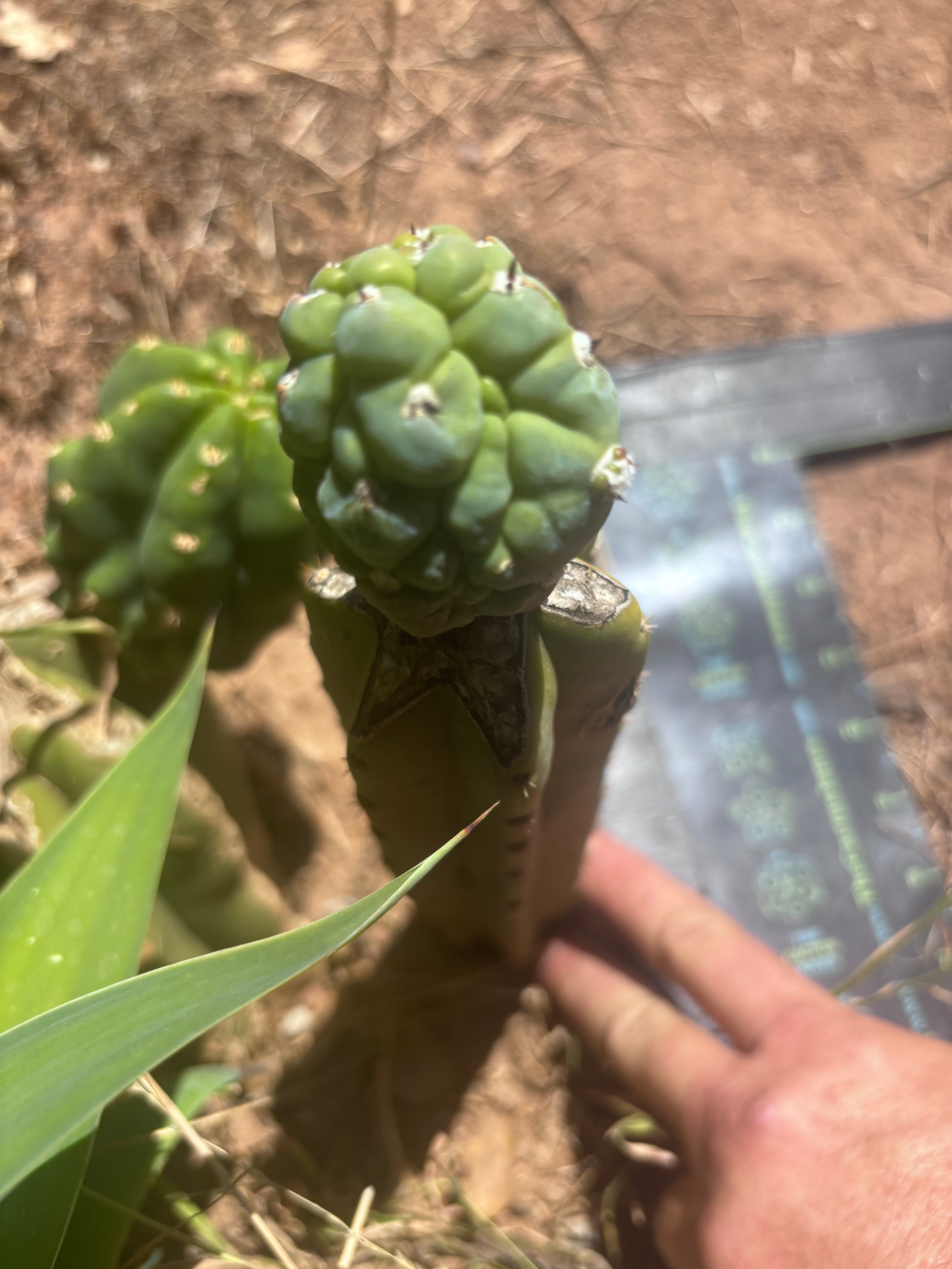 👑💎 Glorp — Rooted Graft