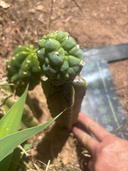 👑💎 Glorp — Rooted Graft