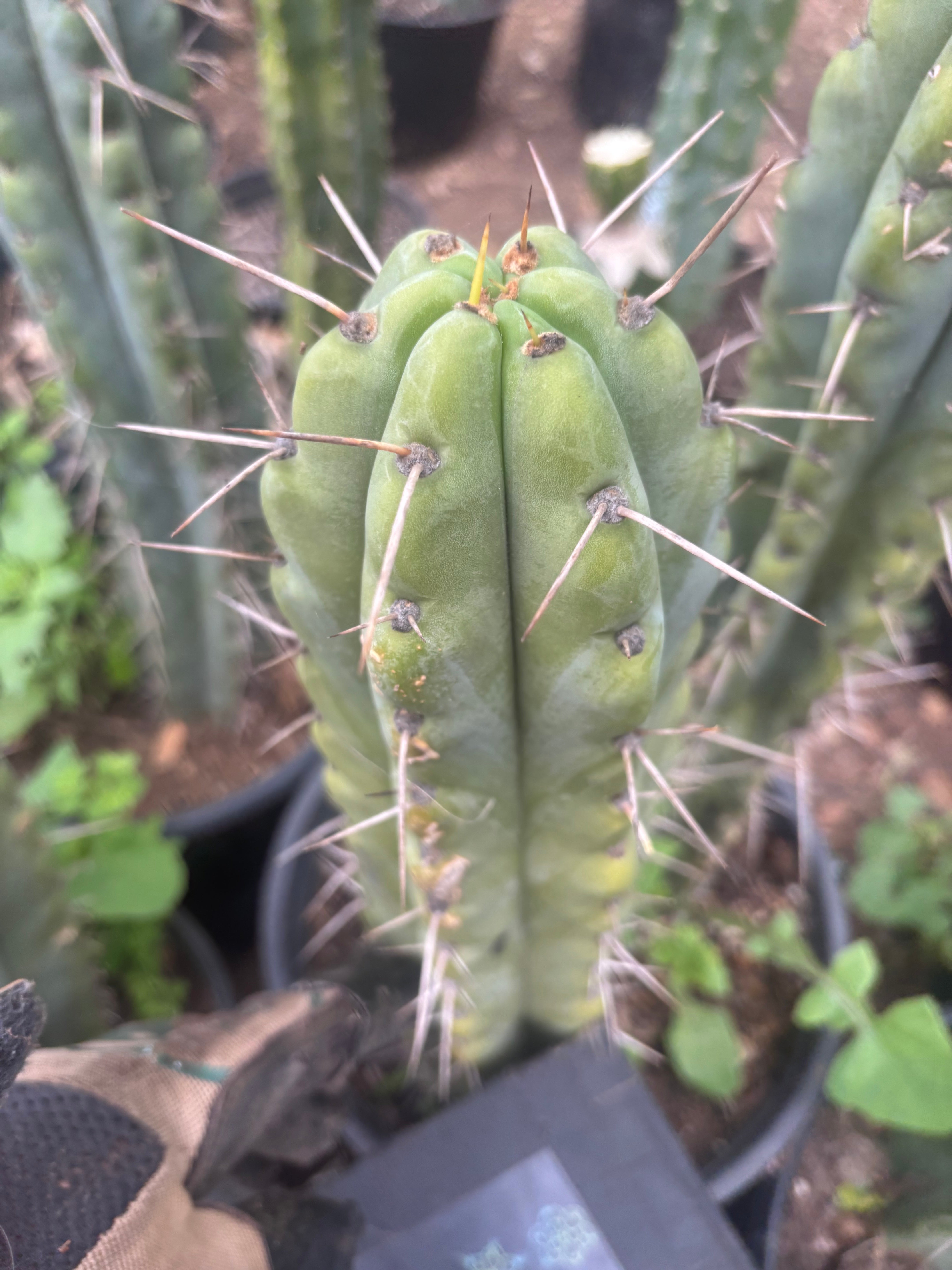 💎🌶️🌶️ NOM — 8.5” Tip