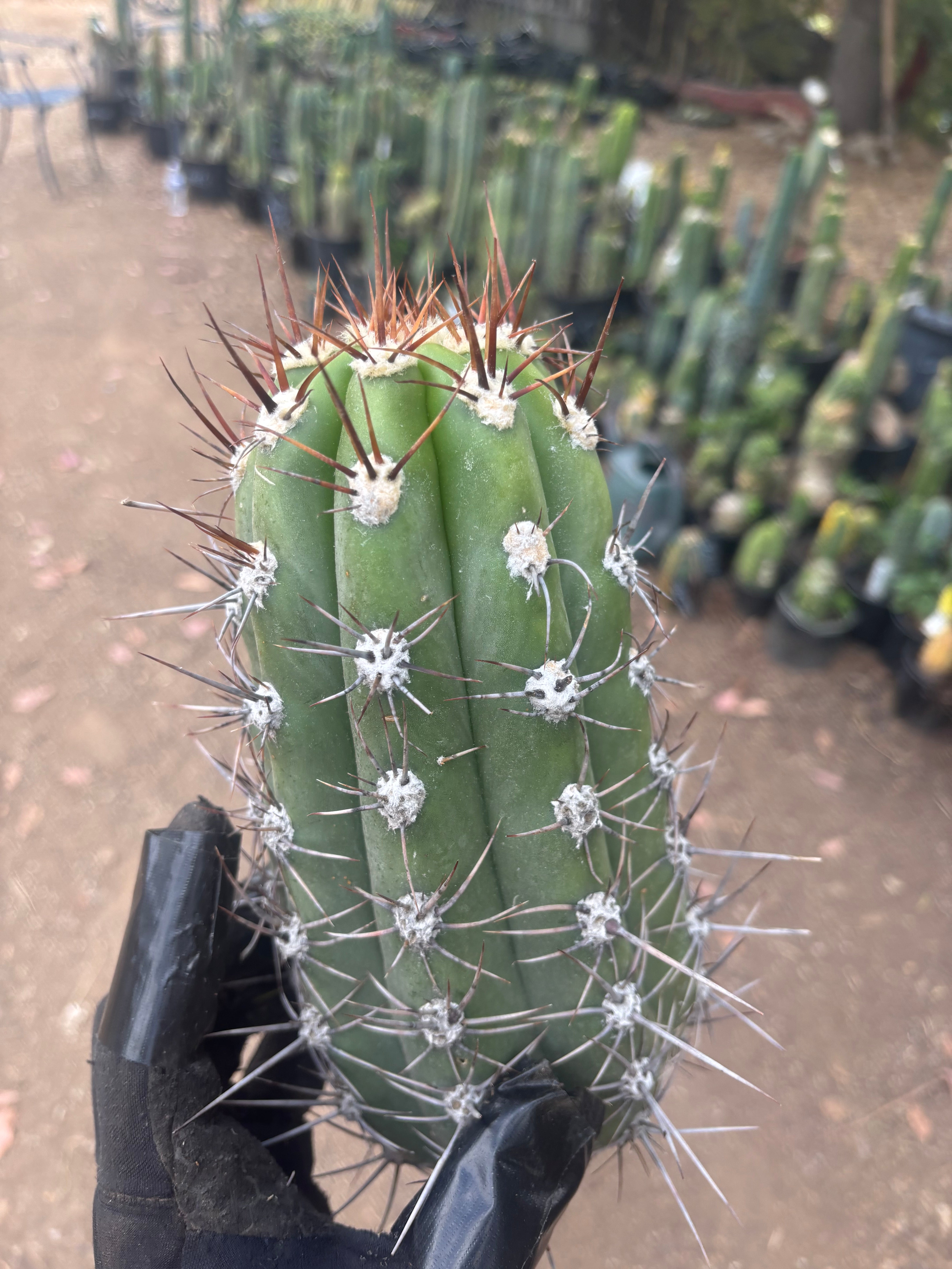 💎⚔️ Taquimbalensis — FAT 10” Pup