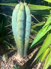 👑 Lotusland Huanu —  Chonky 10” Tip