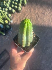 👑🌶️ Ventucky Blue — Rooted Tip