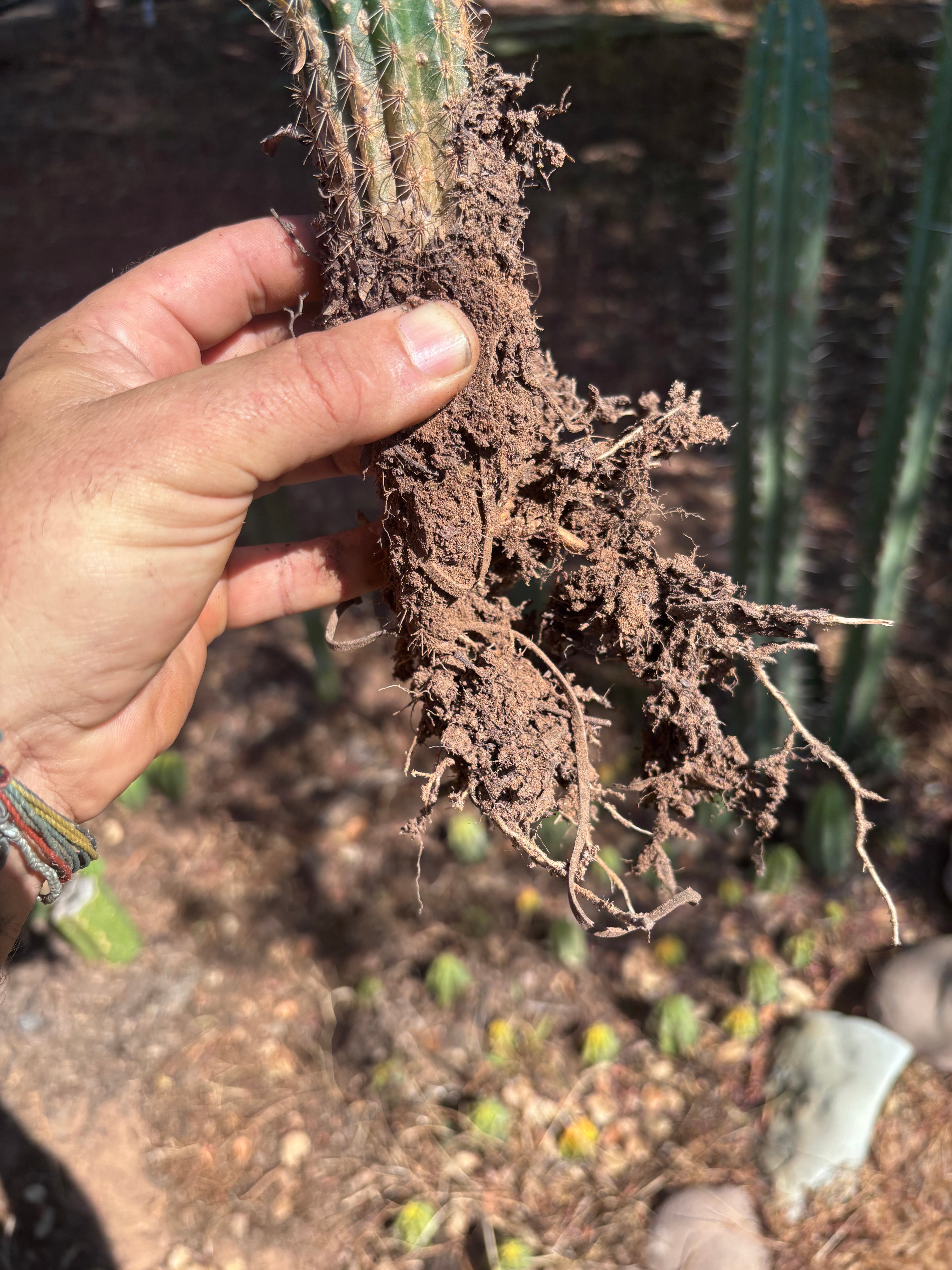 👑🌶️🌶️ KR04 — Whole Rooted Graft