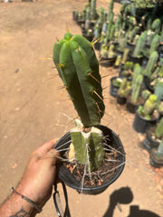 👑🌶️🌶️ Eileen — Rooted Mid with Pup