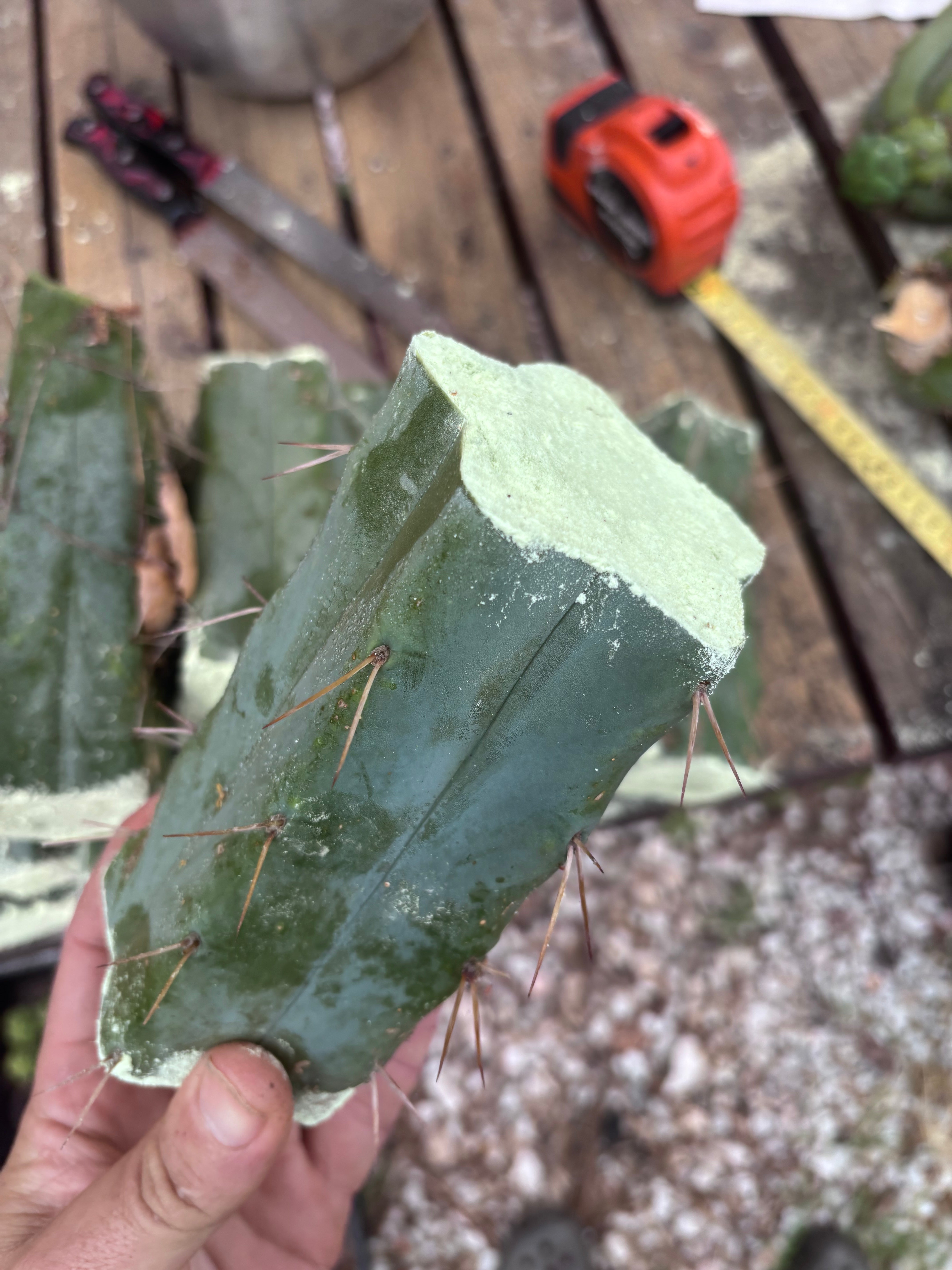 FREE ADD-ON — 🌶️ Hammer Bridge — 6” Mid