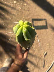 👑🌶️🌶️  Jiimz Twin Spine — XL Mature 15” Tips (Restocked)