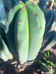 Dr. G x Sharxx  — 11” Pup