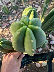 Super Pedro x Scop A  — Chonky 10” Tips