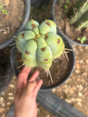 💎🌶️🌶️ NOM — Thick 7” Tip