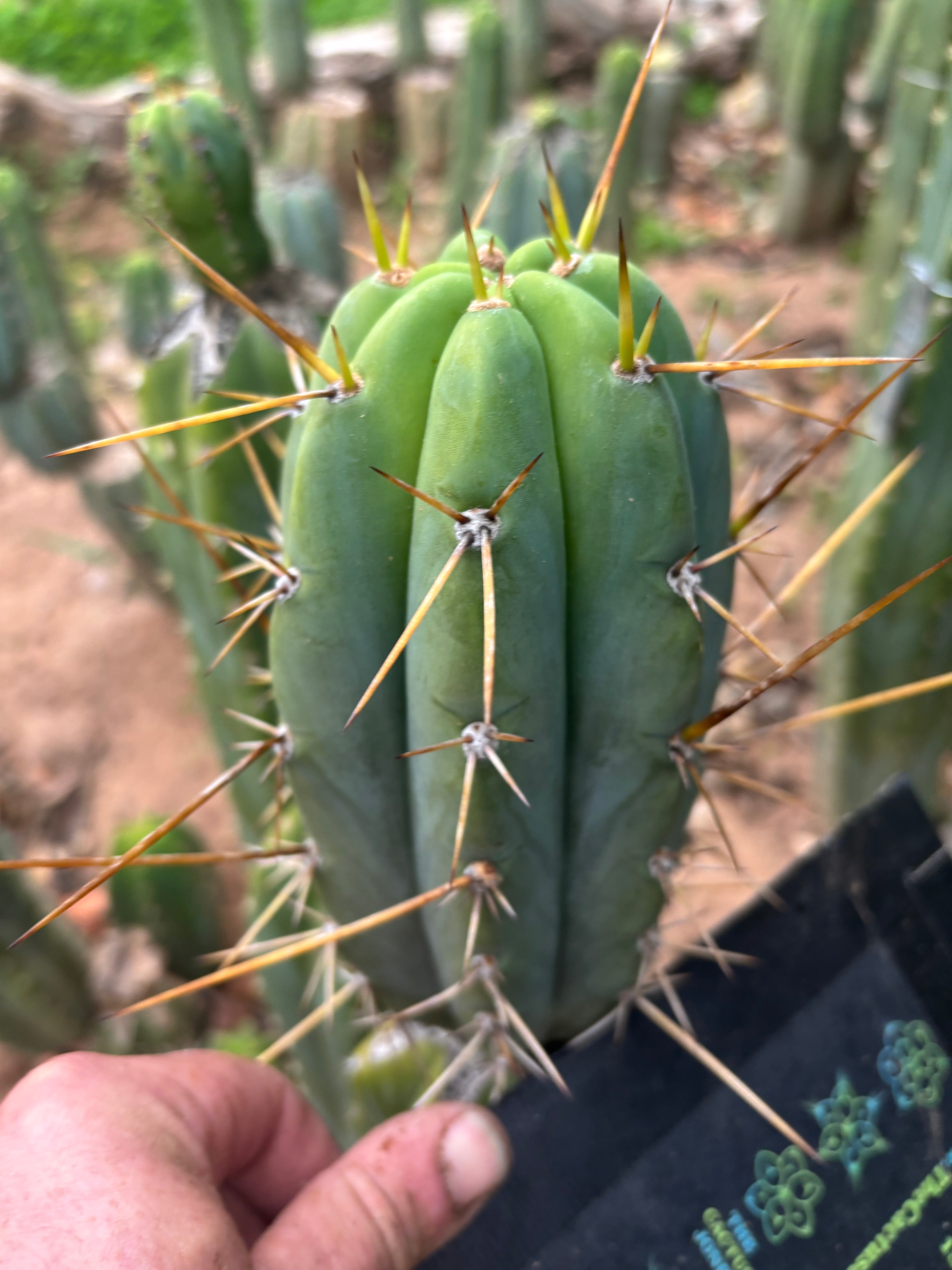 👑🌶️🌶️ Pala! — 7” Tip