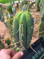 👑🌶️🌶️ Pala! — 7” Tip