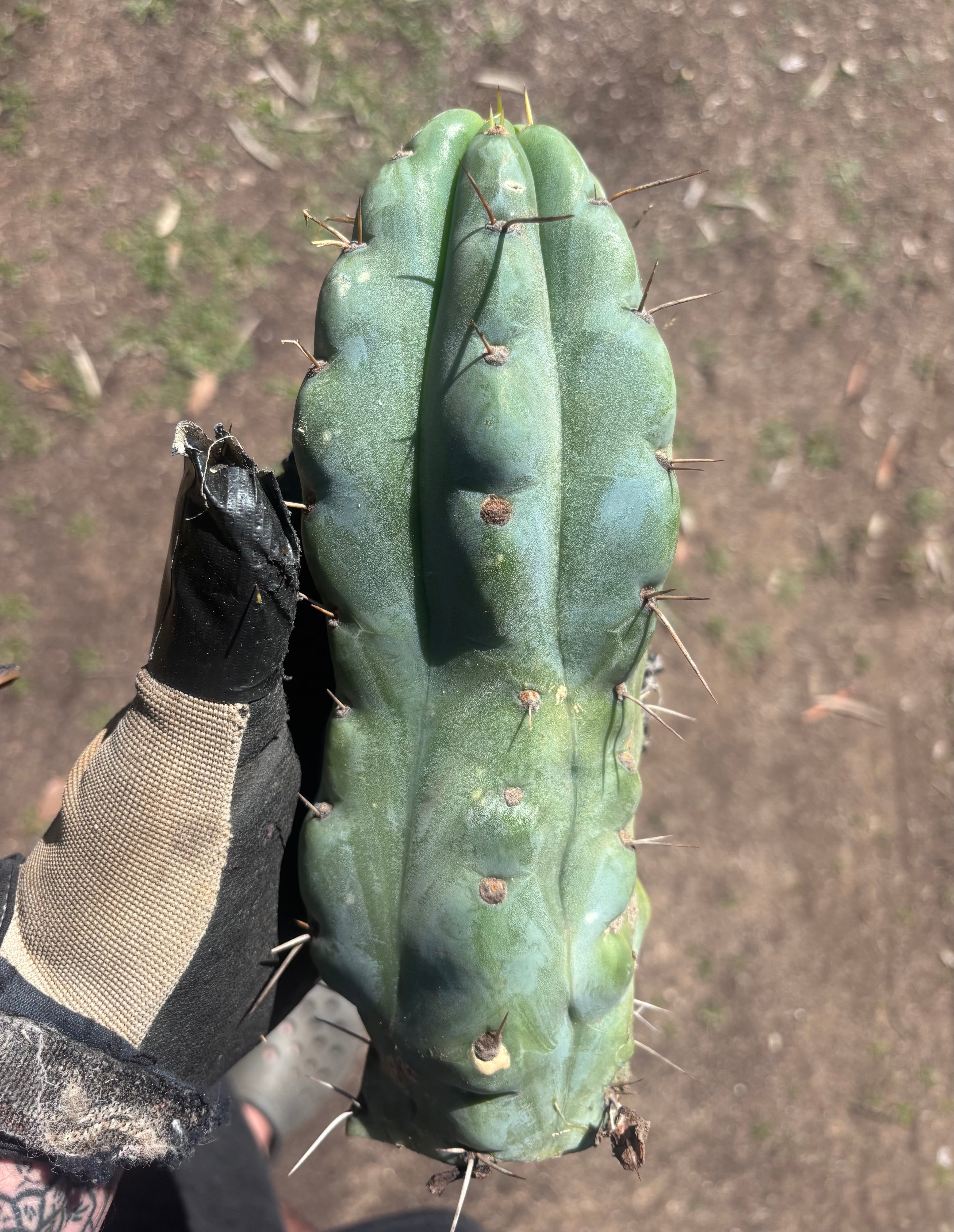 💎🌶️🌶️ NOM — Beefy 10” Tip