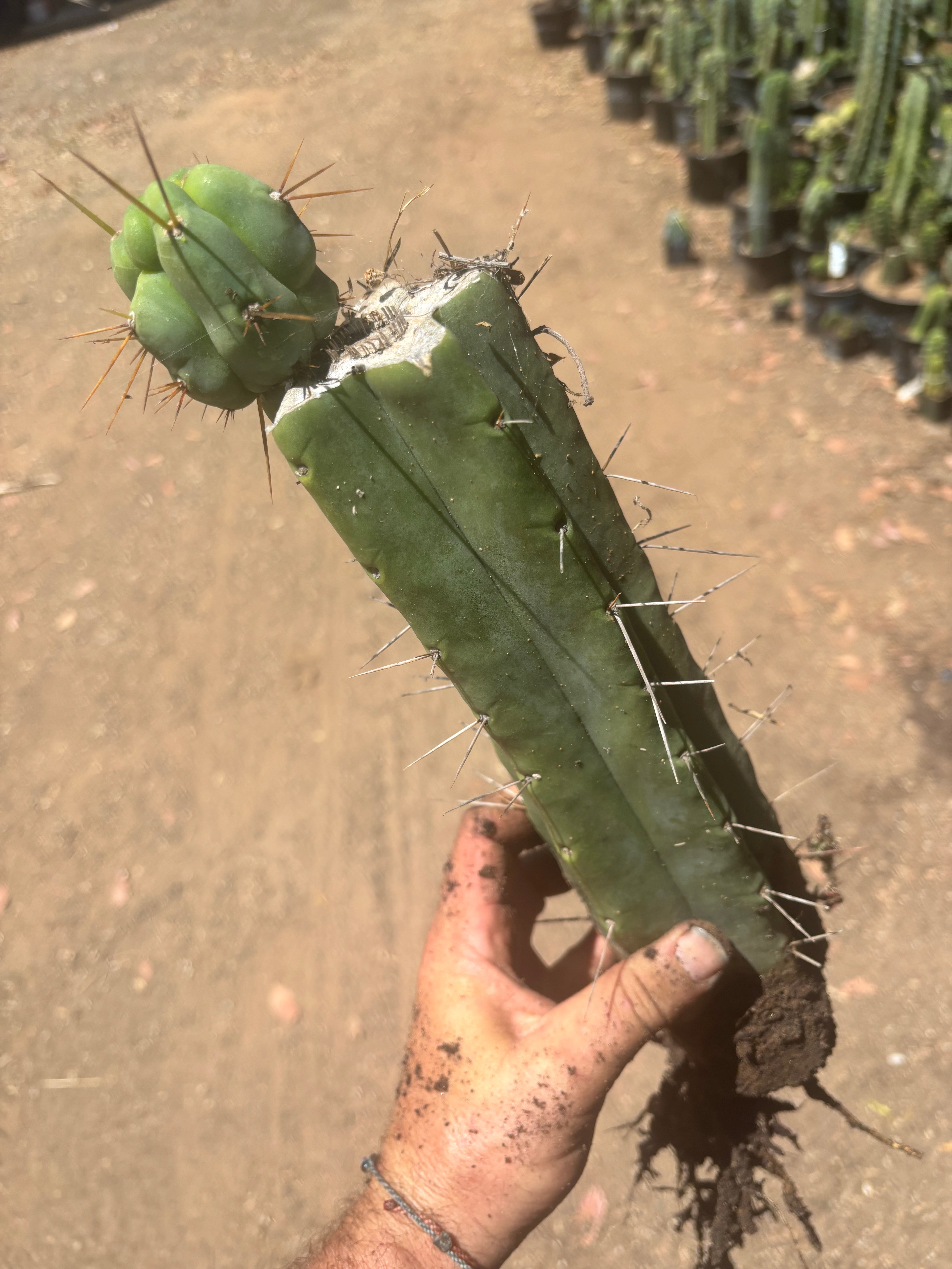👑🌶️🌶️ Eileen — XL Rooted 14” Mid with Pup